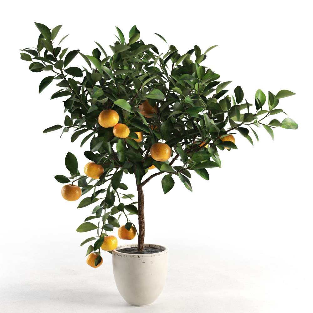 Citrus Orange Tree (Real)