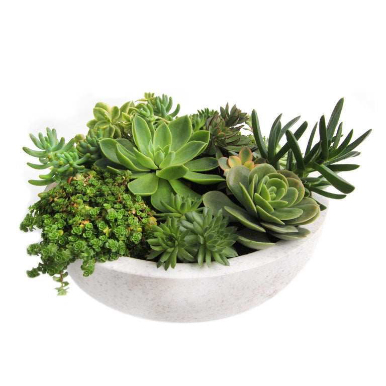 Cactus/Succulent Arrangements (Real)