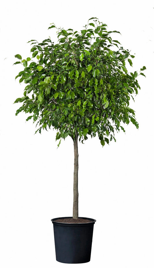 Ficus Benjamina (Real)