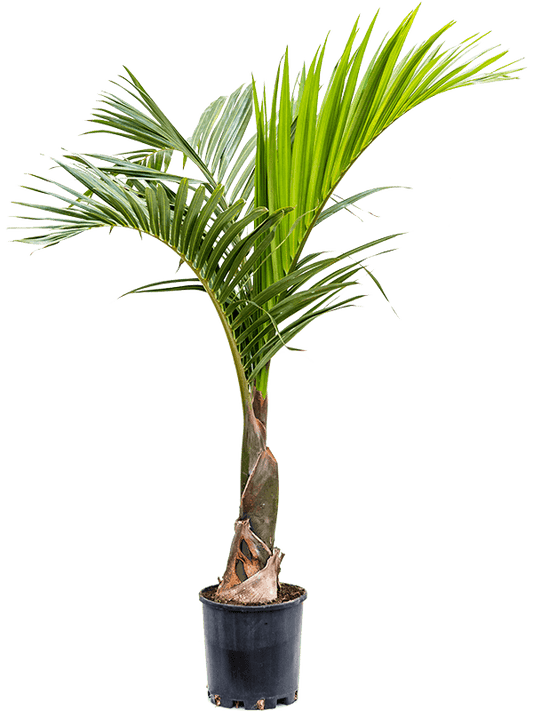 Spindle Palm (Real)