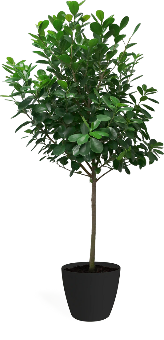 Ficus Moclame (Real)