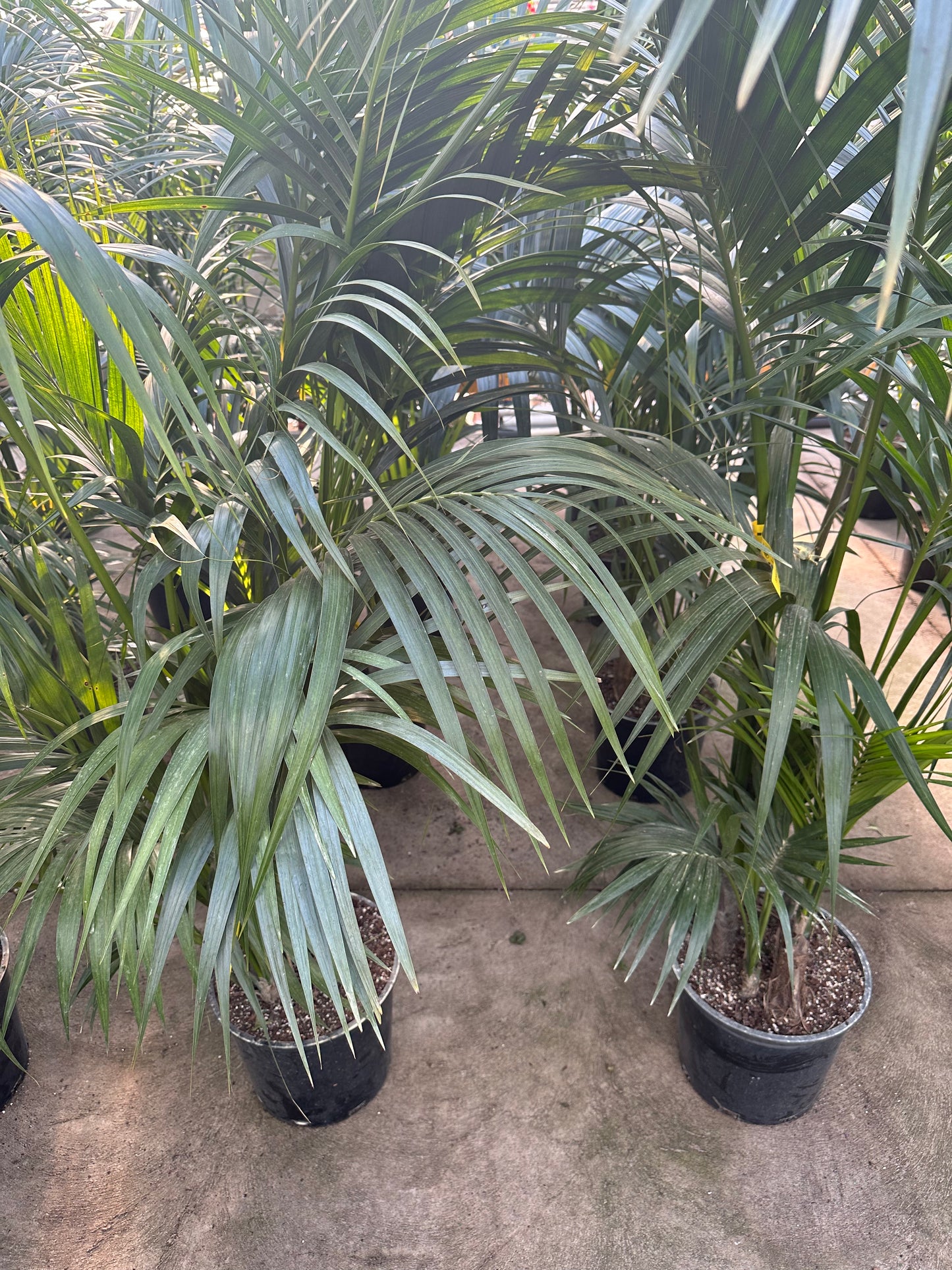Kentia Palm (Real)
