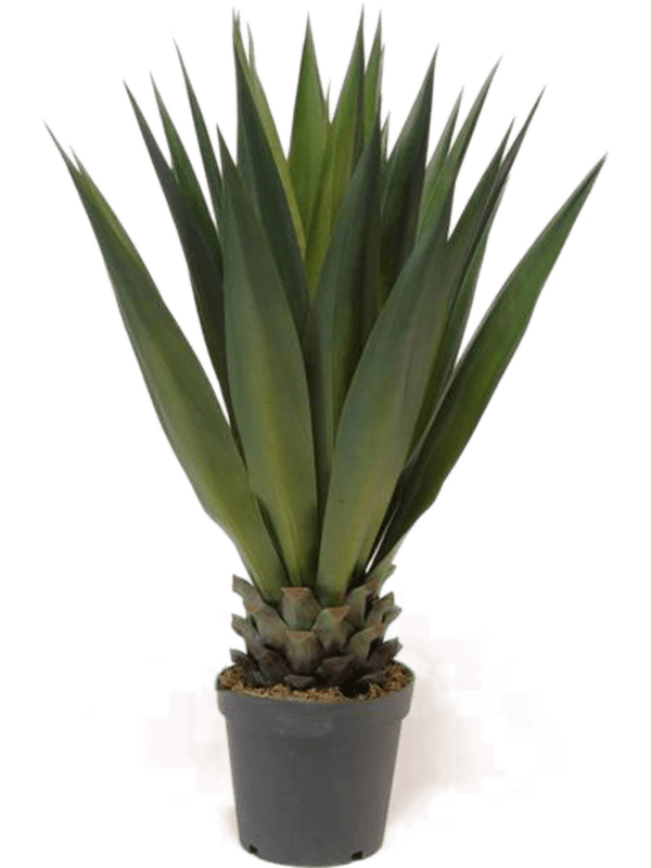 Faux Agave
