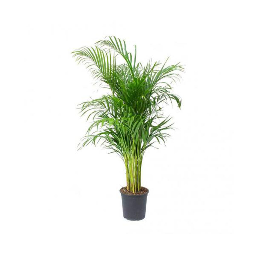 Areca Palm (Real)