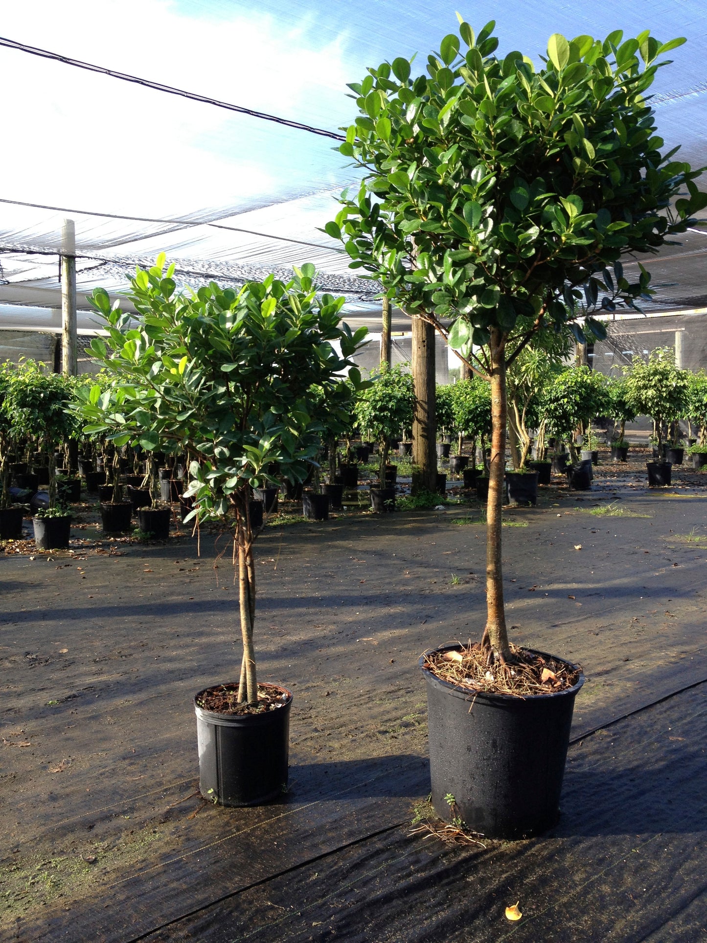 Ficus Moclame (Real)
