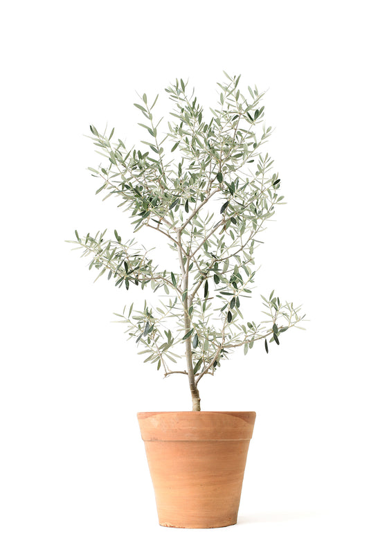 Olive Tree (Real)