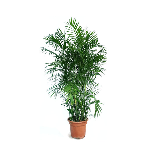 Bamboo Palm (Real)