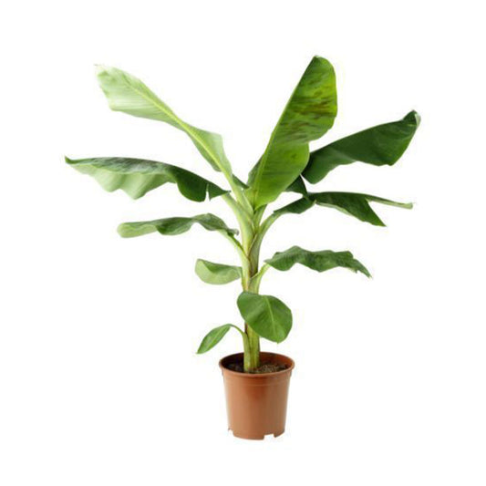 Banana Plant (Real)