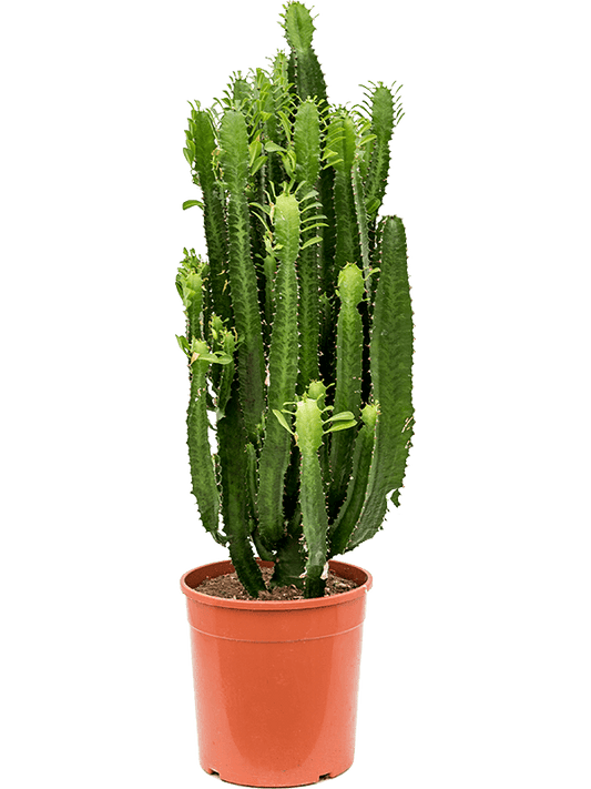 African Milk Tree Cactus (Real)