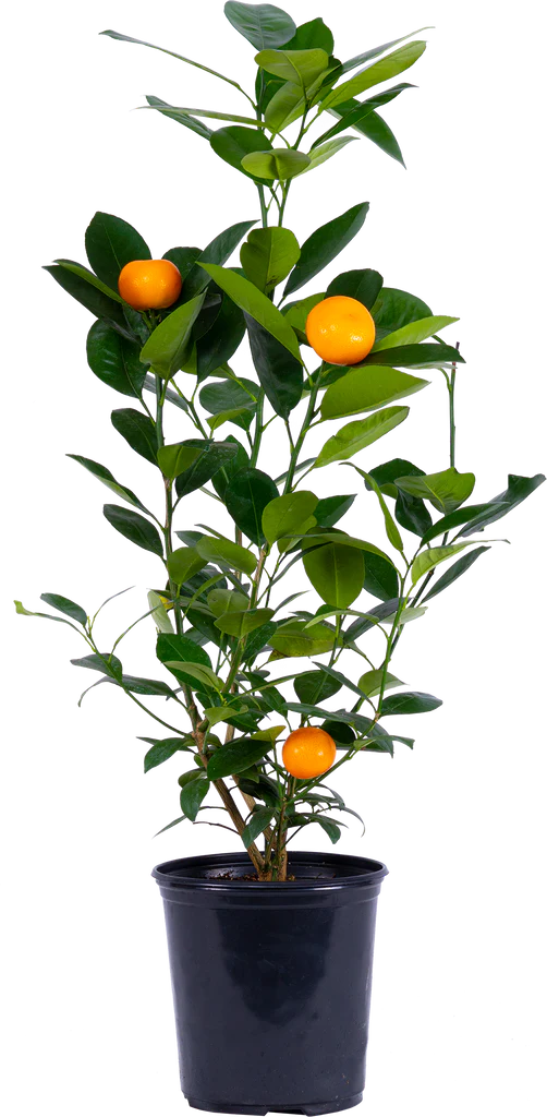 Clementine Mini Orange / Fruit Plant (Real)