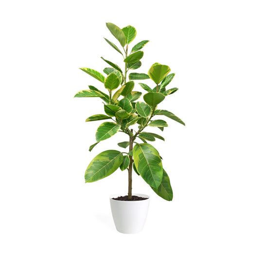 Ficus Altissima (Real)