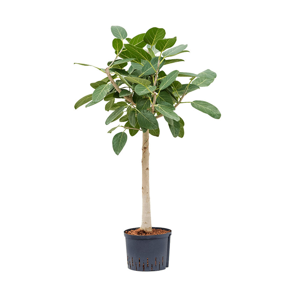 Ficus Audrey (Real)