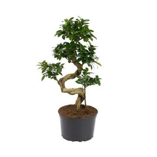 Ficus Retusa Bonsai (real)