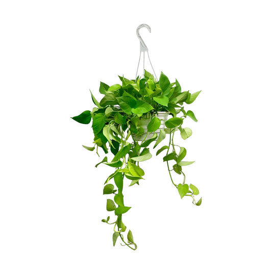 Hanging Plant - Pathos (Real)