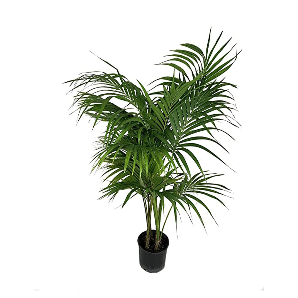 Kentia Palm (Real)