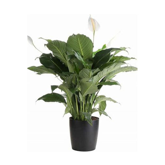 Peace Lily (Real)