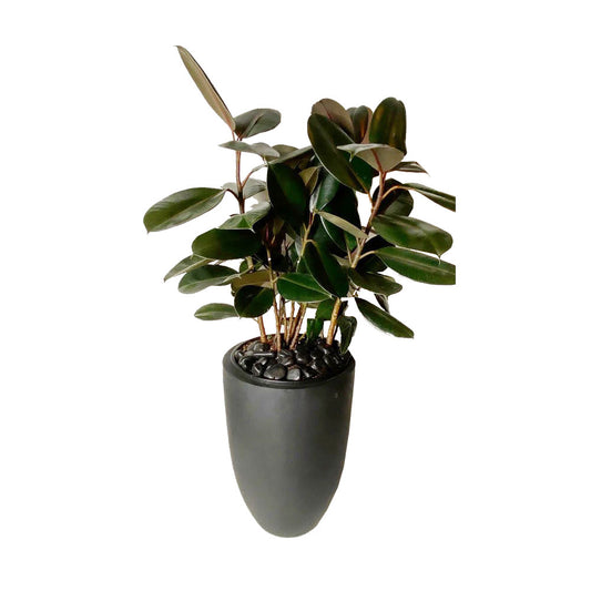 Rubber Plant (Real)