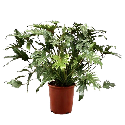 Xanadu Philodendron (Real)